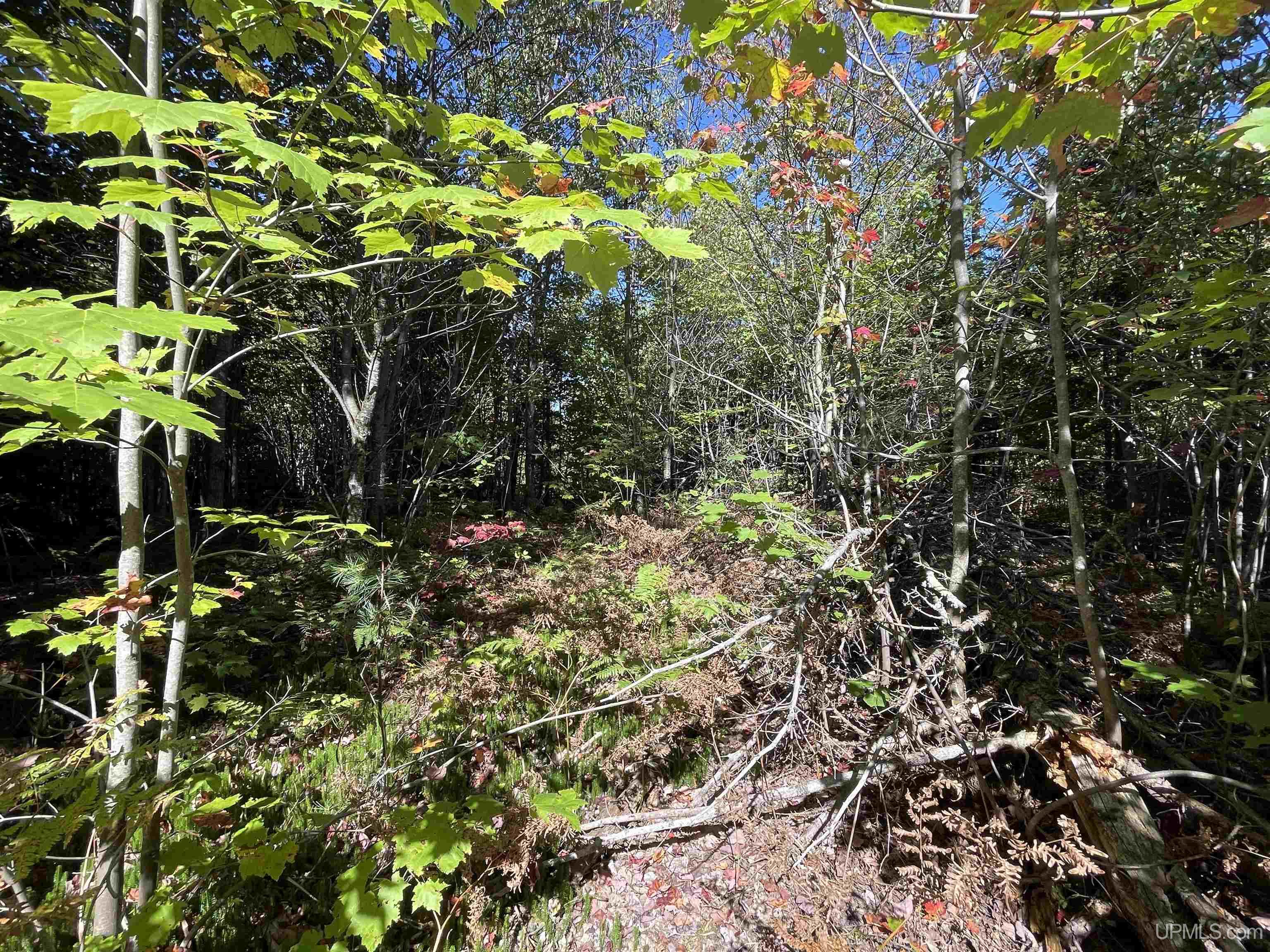 160 Acres Off H-58 Road Seney, MI 49883 - Photo 5 of 26