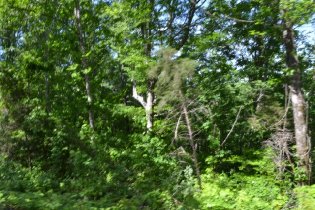 0 Beauchamp Road Burkesville, KY 42717 - Photo 11 of 43