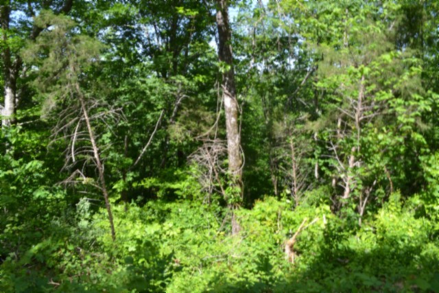 0 Beauchamp Road Burkesville, KY 42717 - Photo 12 of 43