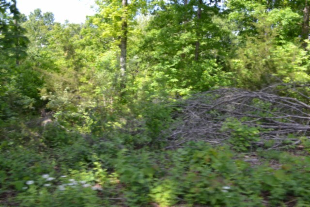 0 Beauchamp Road Burkesville, KY 42717 - Photo 13 of 43
