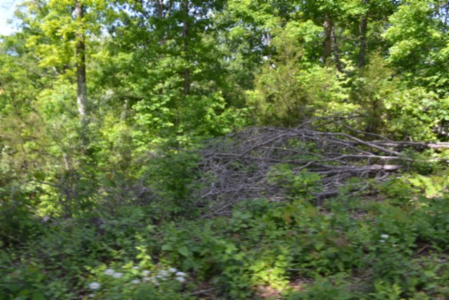0 Beauchamp Road Burkesville, KY 42717 - Photo 14 of 43