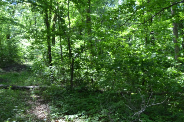 0 Beauchamp Road Burkesville, KY 42717 - Photo 16 of 43