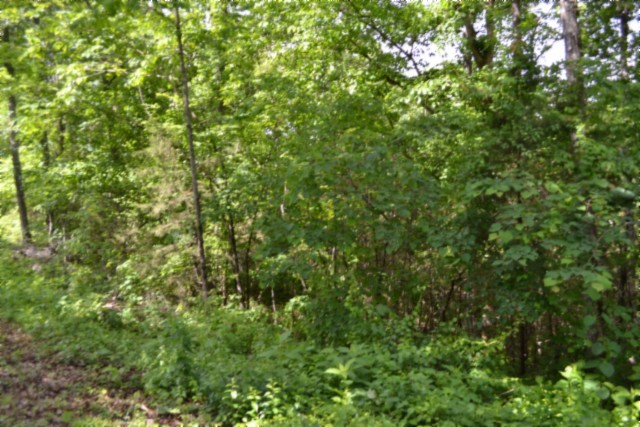 0 Beauchamp Road Burkesville, KY 42717 - Photo 30 of 43