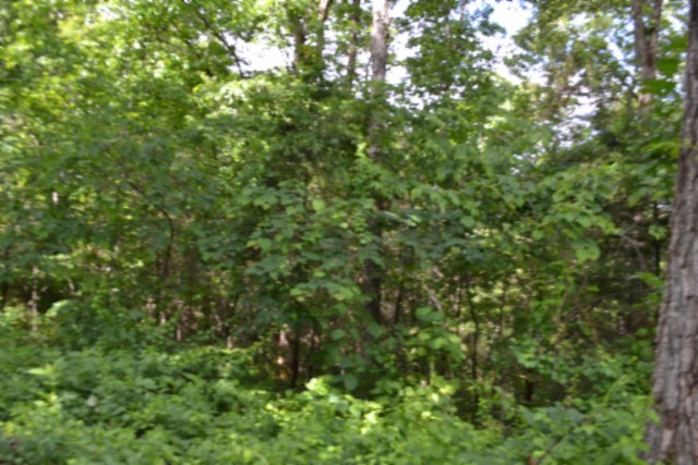 0 Beauchamp Road Burkesville, KY 42717 - Photo 31 of 43