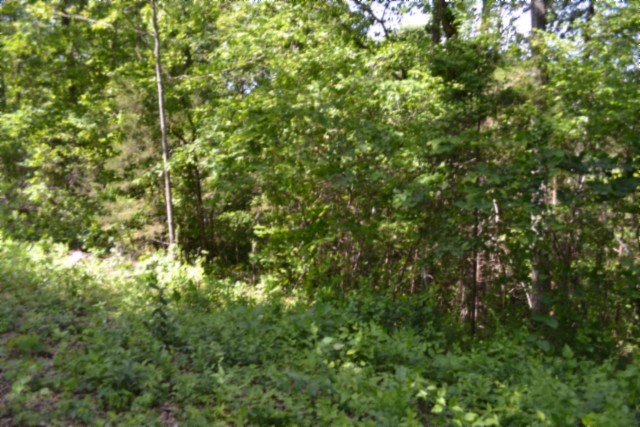 0 Beauchamp Road Burkesville, KY 42717 - Photo 6 of 43