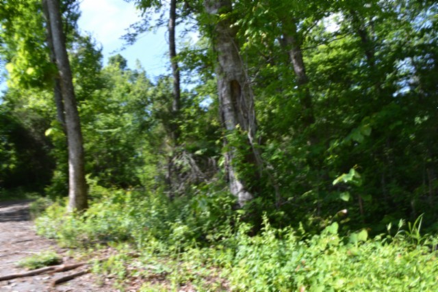 0 Beauchamp Road Burkesville, KY 42717 - Photo 8 of 43