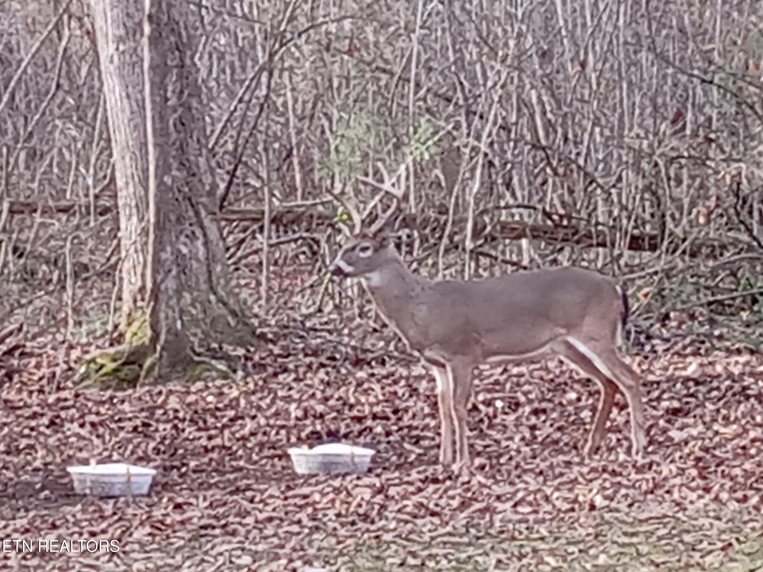 788 Dooley Hollow Road Ewing, VA 24248 - Photo 2 of 46 Attachment