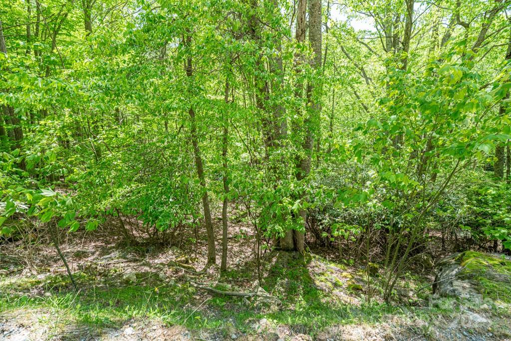 301 Jackpine Road Beech Mountain, NC 28604 - Photo 11 of 12 a view of a lush green forest