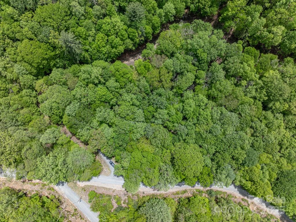 301 Jackpine Road Beech Mountain, NC 28604 - Photo 12 of 12 a view of a lush green forest with lots of trees