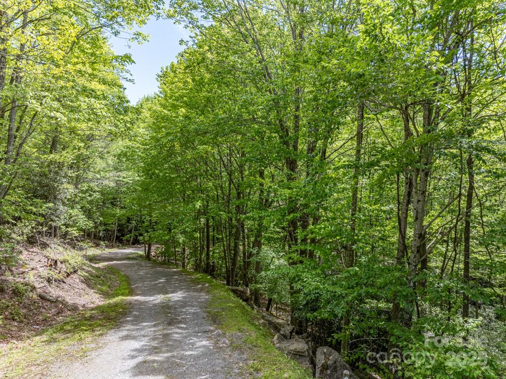 301 Jackpine Road Beech Mountain, NC 28604 - Photo 7 of 12 a view of a forest with trees in the background