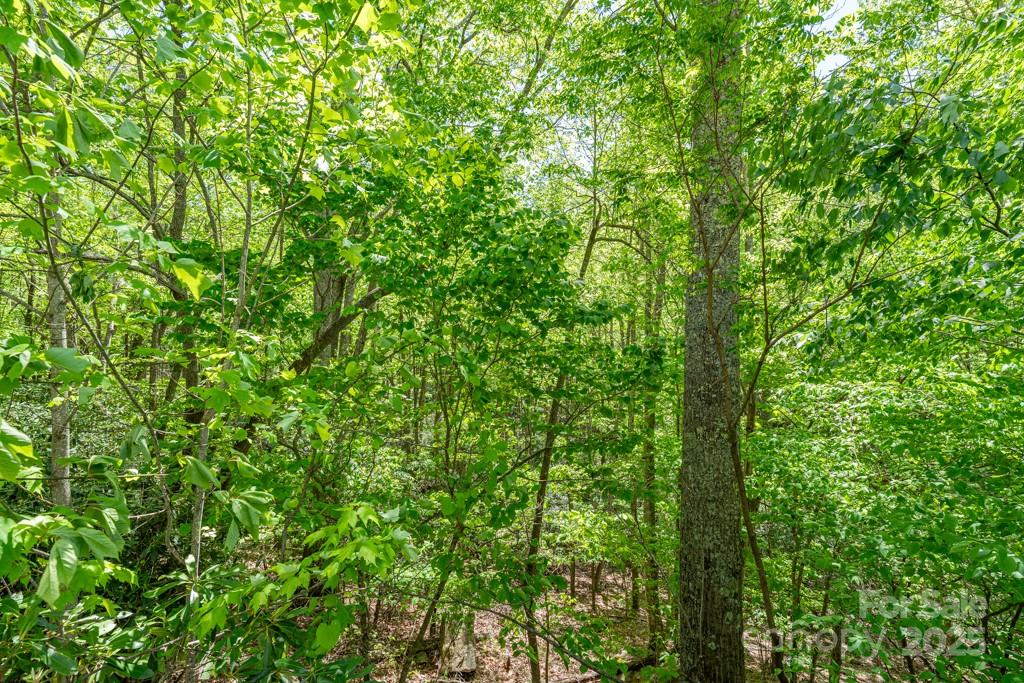301 Jackpine Road Beech Mountain, NC 28604 - Photo 10 of 12 a view of a lush green forest