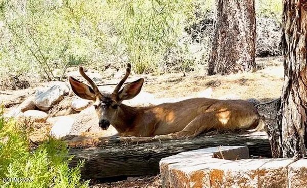 $675,000 | 80 Bobcat Drive, Reno, NV 89523