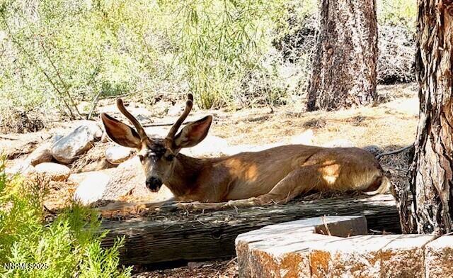 80 Bobcat Drive Reno, NV 89523 - Photo 45 of 48 thumbnail_IMG_0831