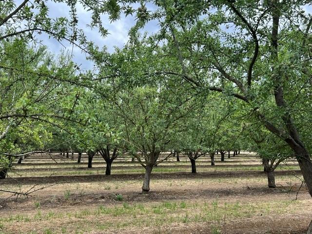 0 Berry Road Rio Oso, CA 95674 - Photo 4 of 11