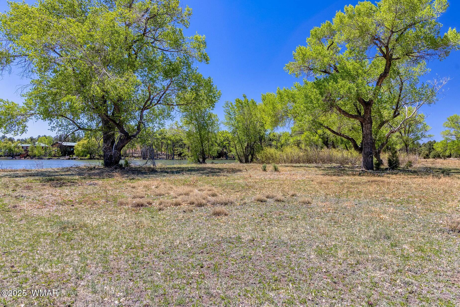 Xxx Larson Road Lakeside, AZ 85929 - Photo 19 of 45 a view of dirt yard with a tree