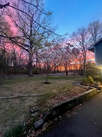 a view of a yard with a large tree