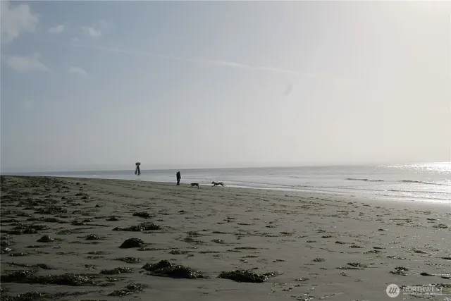 a view of a lush green forest