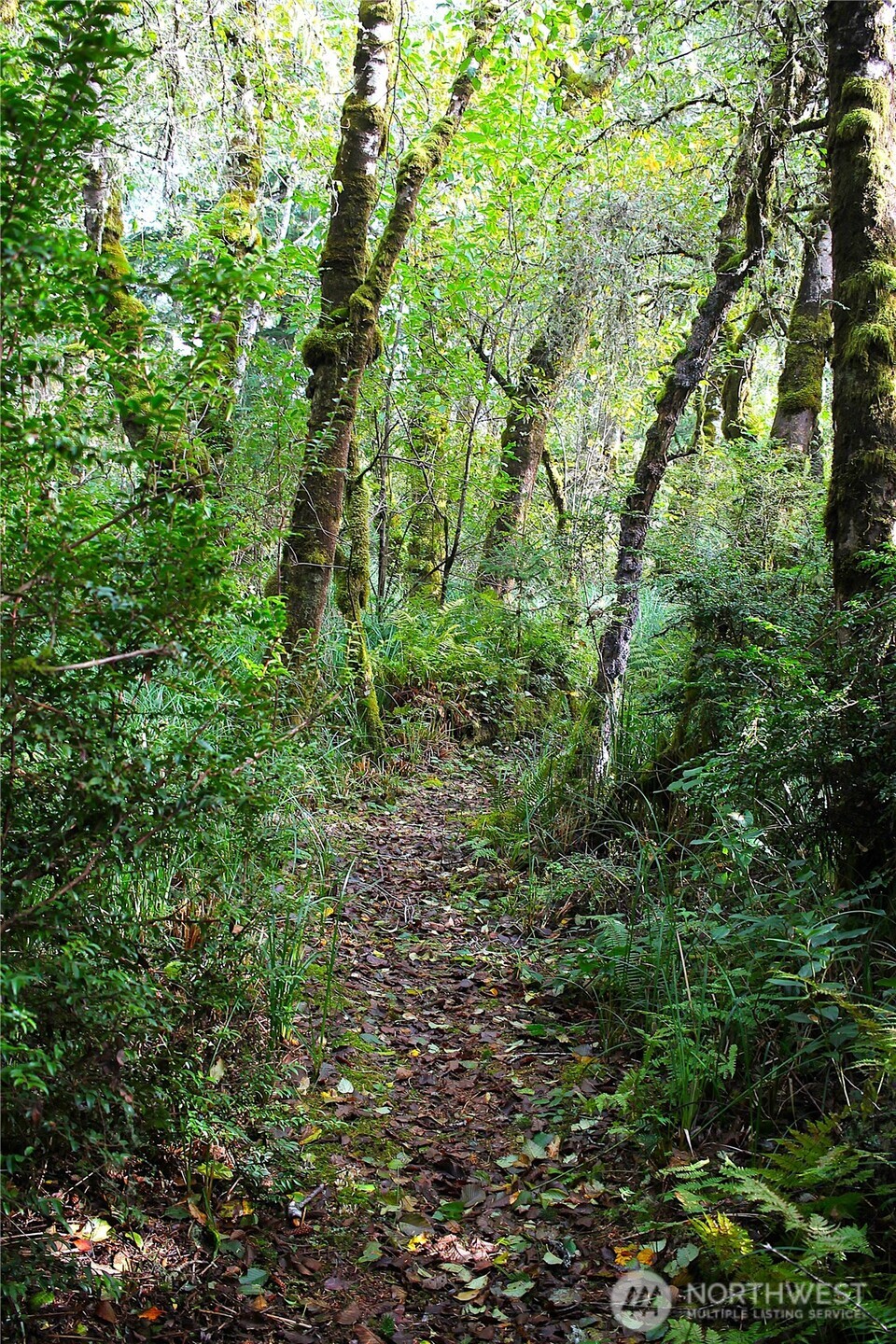 2621 Tokeland Road Tokeland, WA 98590 - Photo 38 of 38 a view of a lush green forest
