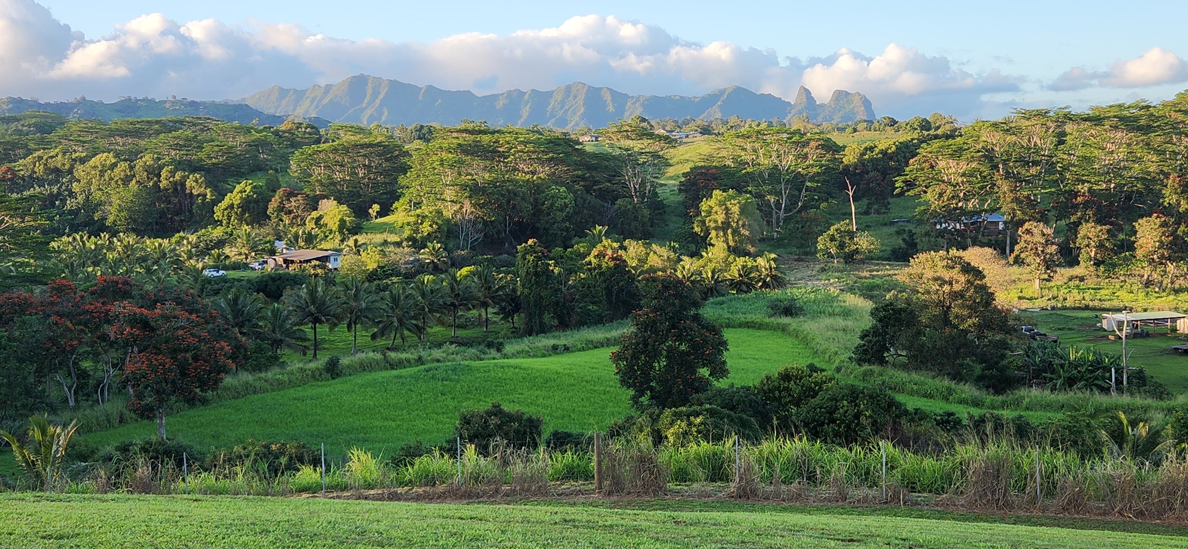 St, Unit 3C Kapaa, HI 96746 - Photo 11 of 25 a view of a yard with a tree