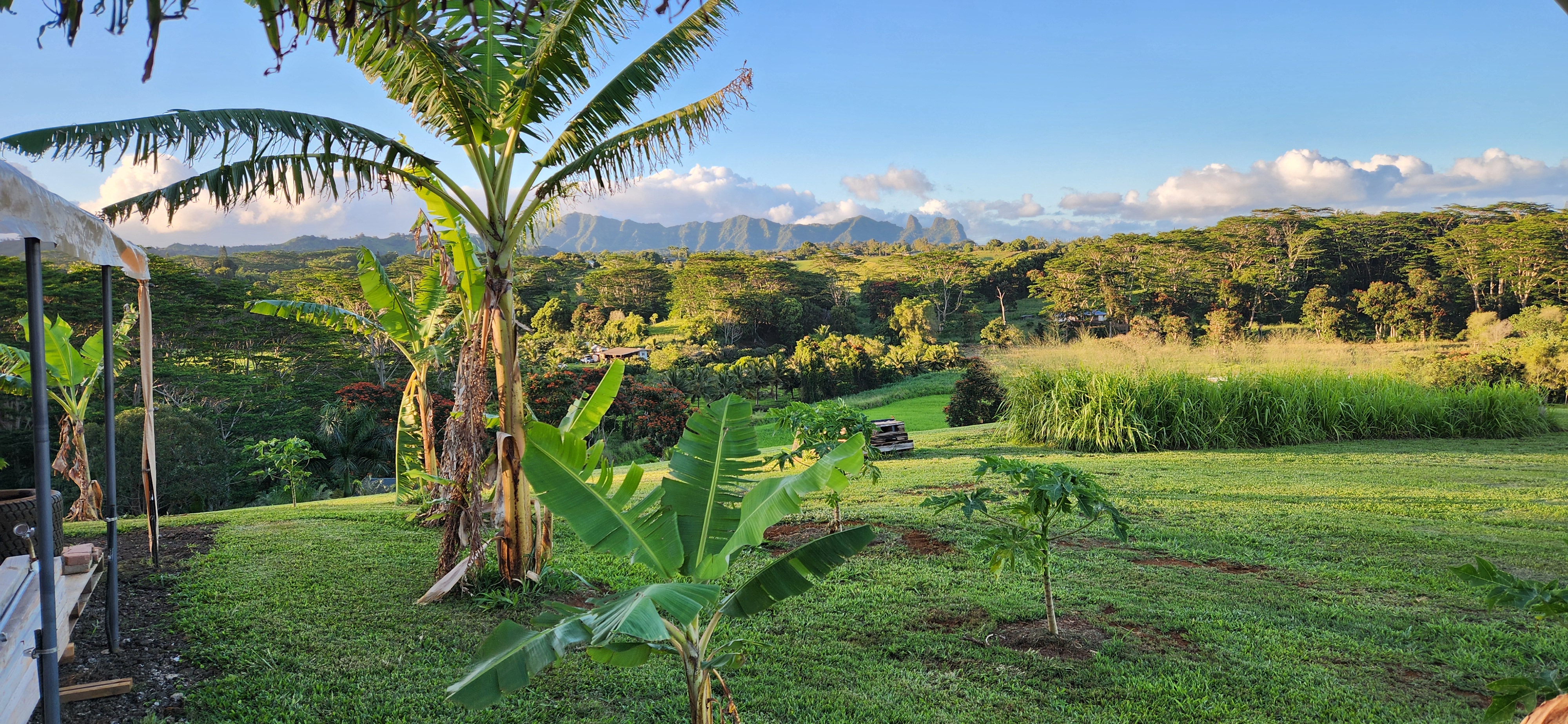 St, Unit 3C Kapaa, HI 96746 - Photo 20 of 25 a view of a garden