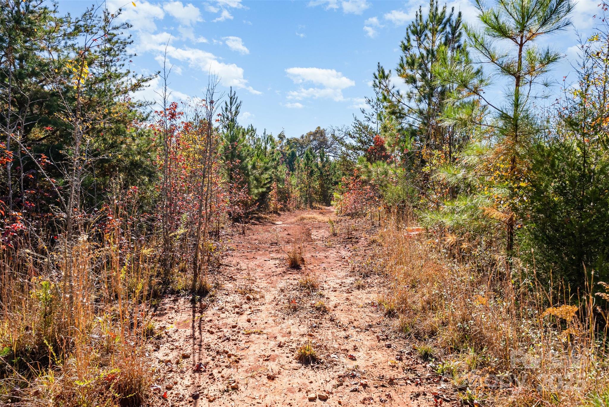 13562 Smithford Road Hickory Grove, SC 29717 - Photo 5 of 20 a view of a yard with plants and trees