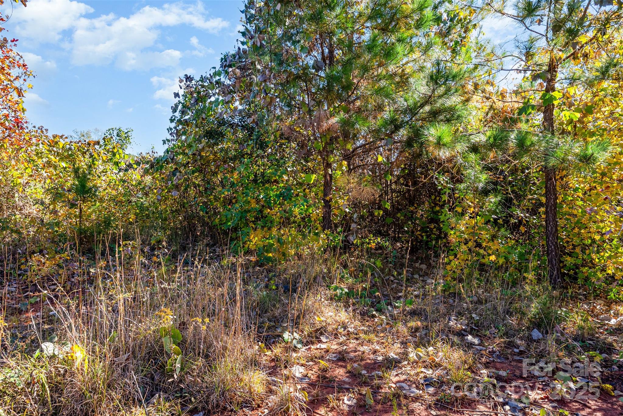 13562 Smithford Road Hickory Grove, SC 29717 - Photo 6 of 20 a view of a tree with a house in front of it