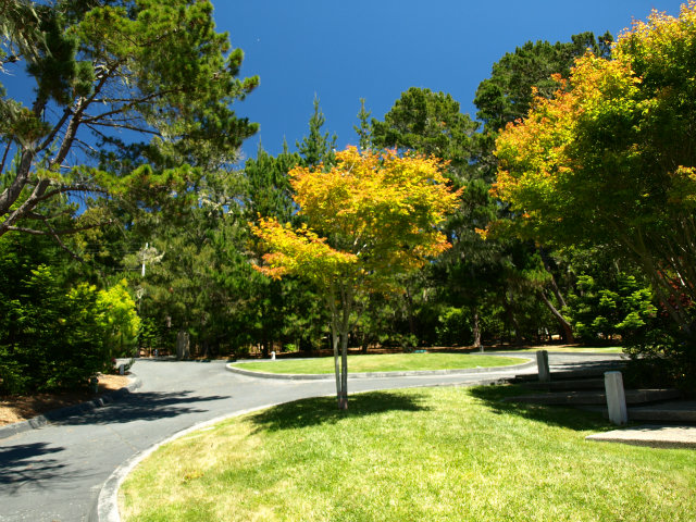 1504 Viscaino Road Pebble Beach, CA 93953 - Photo 5 of 20 a view of backyard with tree