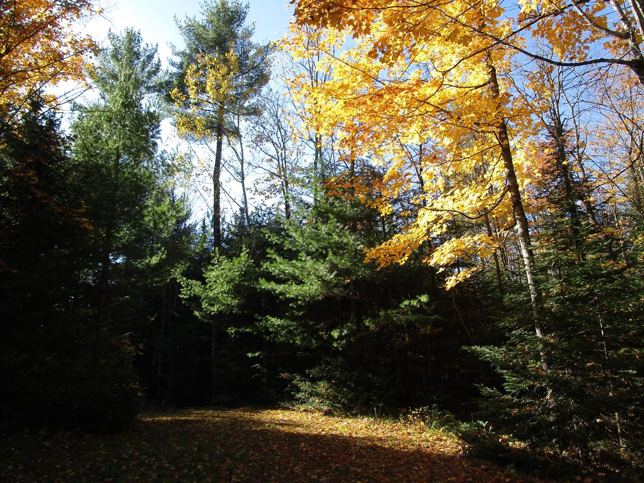 2935 Grant Lake Road Park Falls, WI 54552 - Photo 12 of 23 Gallery Image 12