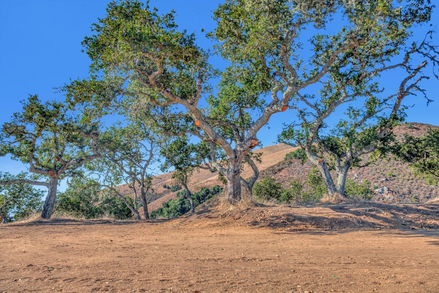 Weathertop Weathertop Ranch Carmel Valley, CA 93924 - Photo 16 of 19 a backyard of a house with a tree