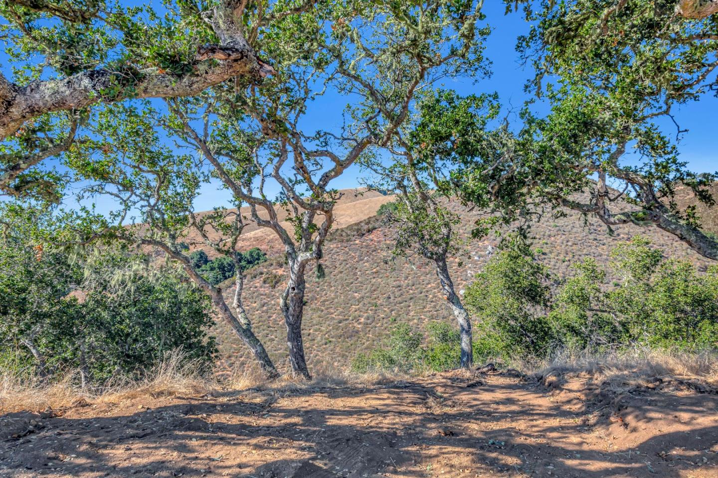 Weathertop Weathertop Ranch Carmel Valley, CA 93924 - Photo 8 of 19 a view of a tree with a yard