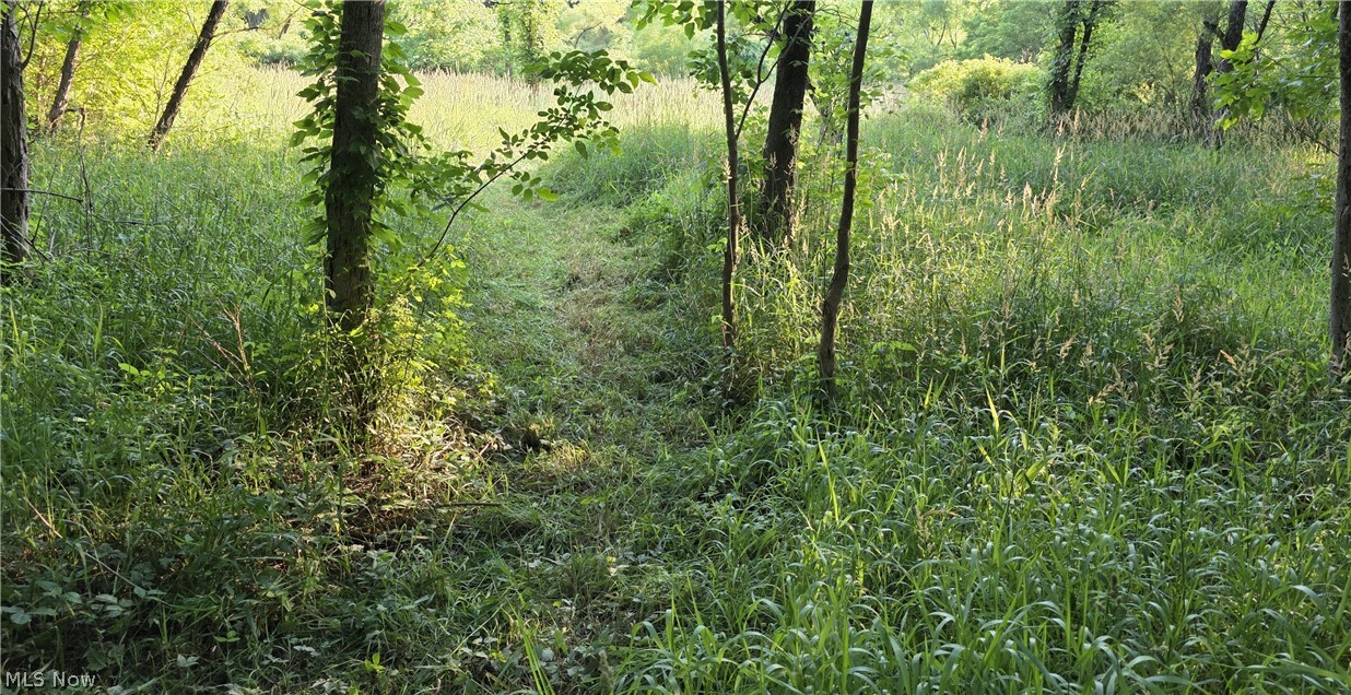 6820 Crane Run Road Cumberland, OH 43732 - Photo 6 of 29 Wooded setting featuring mature trees, abundant foliage, and natural groundcover