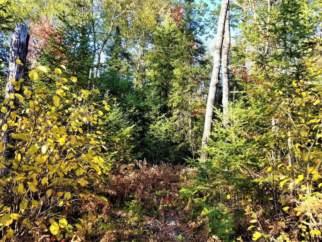 Lot 14 Timberline Road Mercer, WI 54547 - Photo 11 of 18 Gallery Image 11
