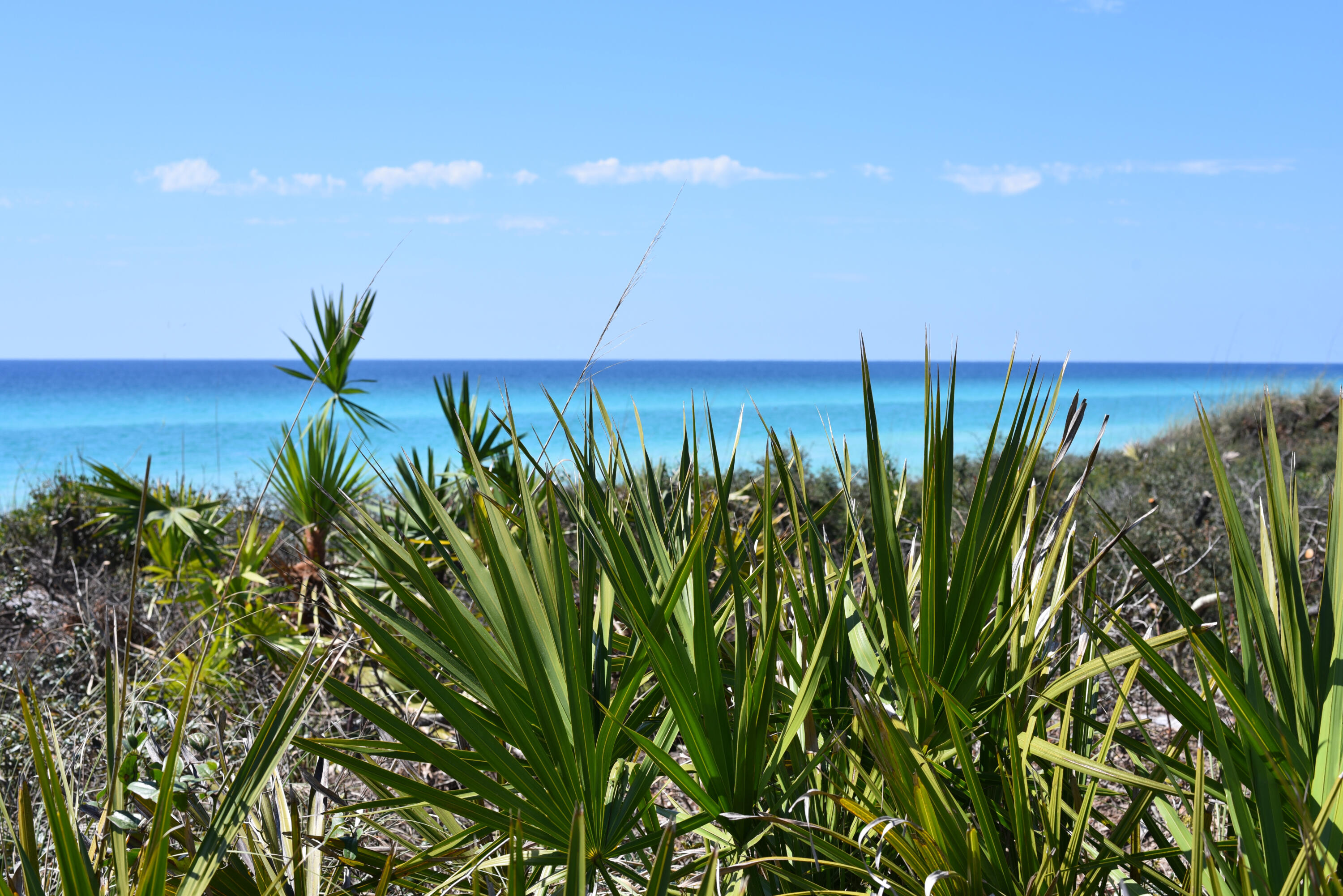 206 Henderson Resort Way, Unit 5202 Destin, FL 32541 - Photo 1 of 55 a view of a plant in a garden
