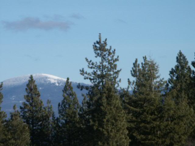 303 East Wild Rose Road Colbert, WA 99005 - Photo 3 of 4