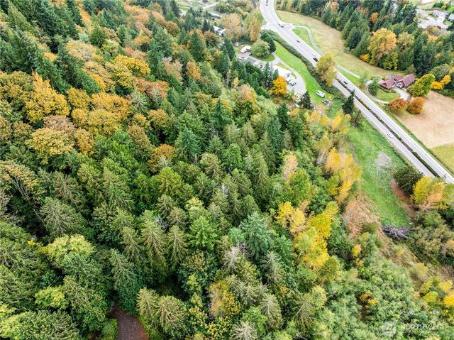 a view of a forest with a tree