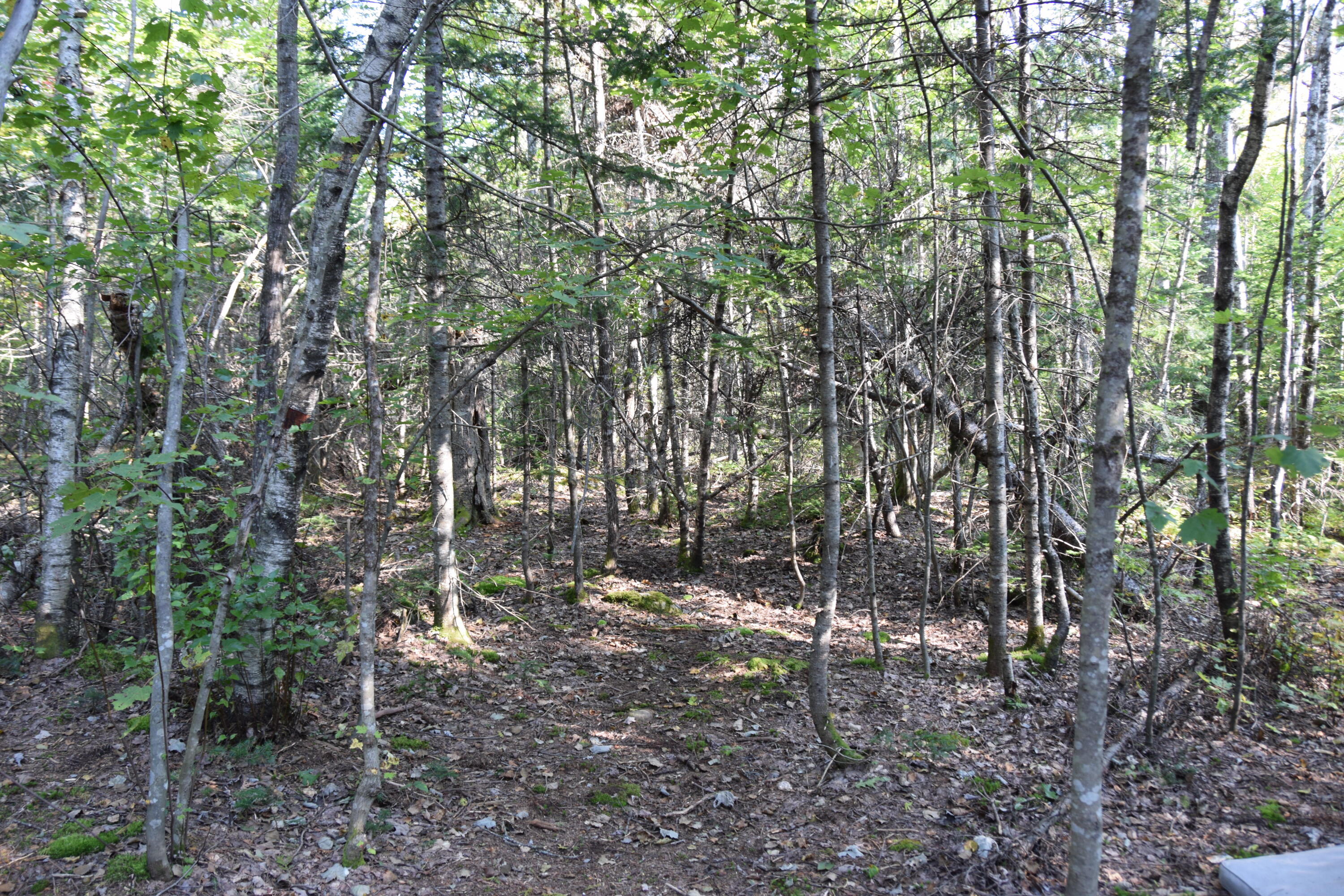 90 Tenney Hill Road Monson, ME 04464 - Photo 9 of 23 DSC_0008