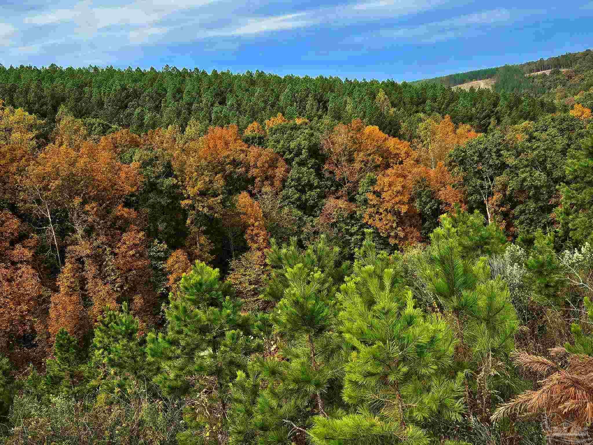 0 County Road Waterloo, AL 35677 - Photo 6 of 51 a view of a city and mountains