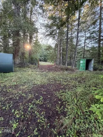 a view of a forest with a tree