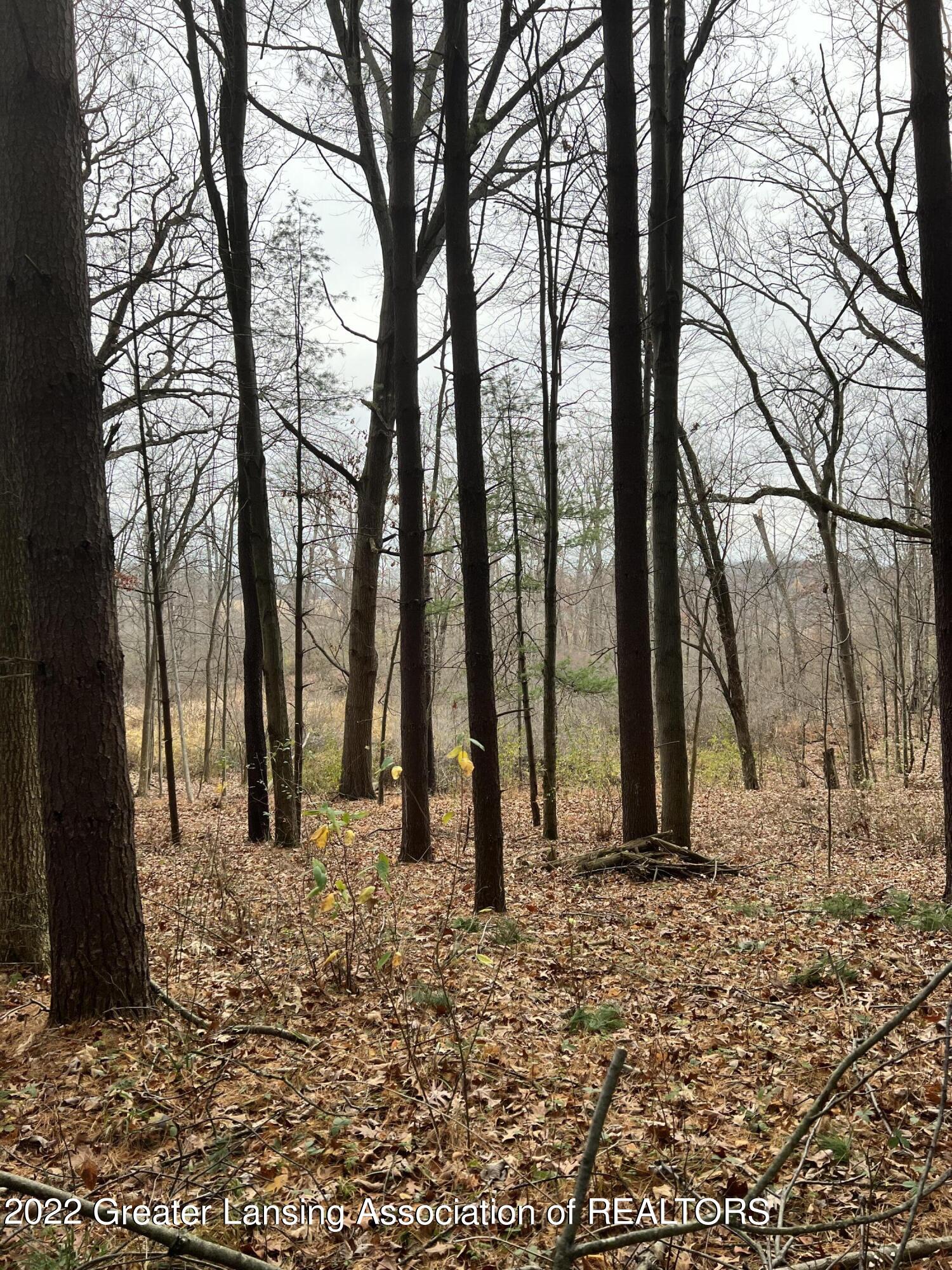 8891 Portage Lake Road Munith, MI 49259 - Photo 5 of 7 Wooded Area Of Lot