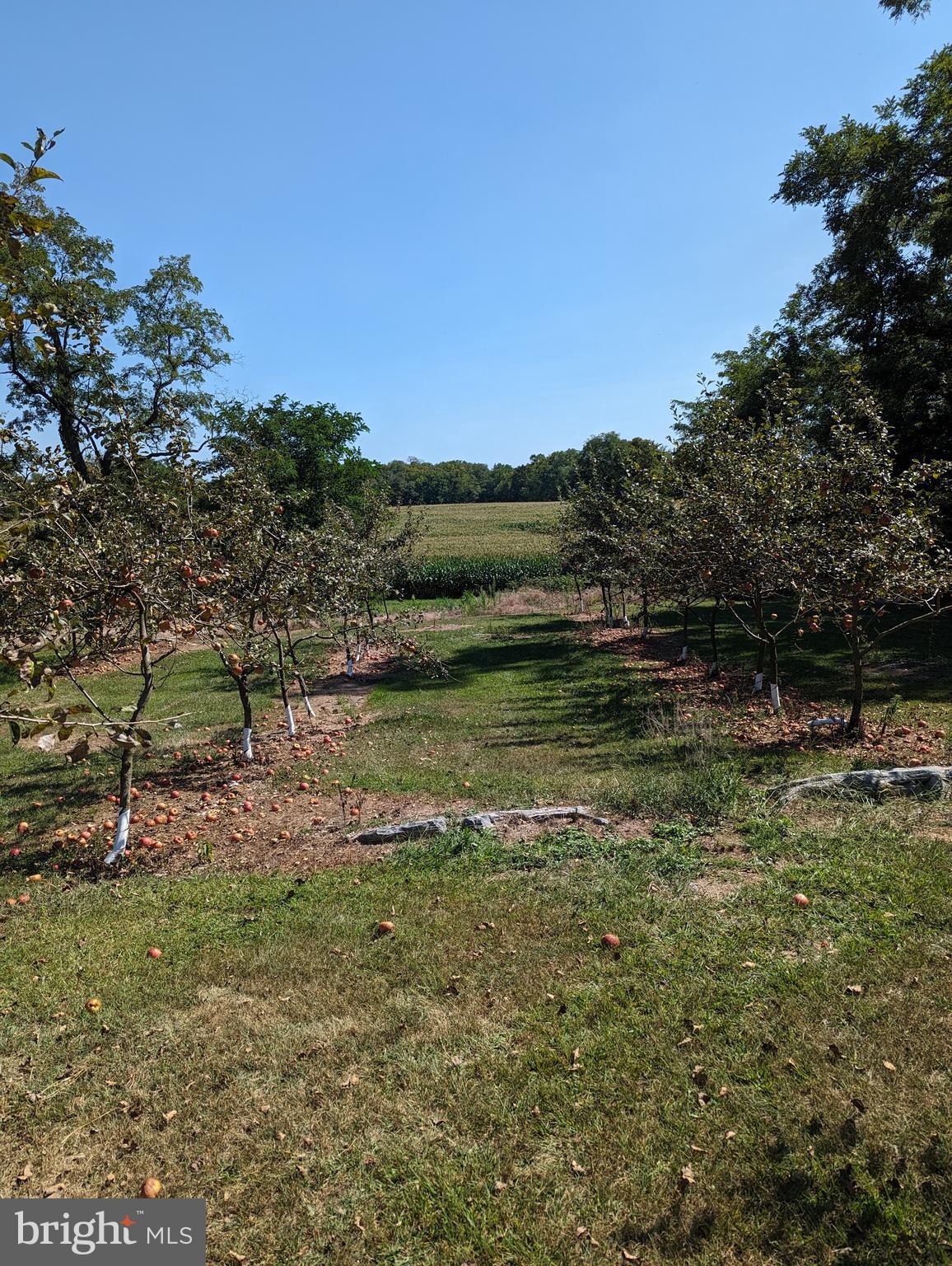 50 Ridge Drive Carlisle, PA 17015 - Photo 1 of 1 a backyard of a house with lots of green space
