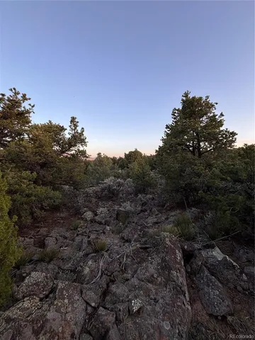 a view of a forest with a tree in the background