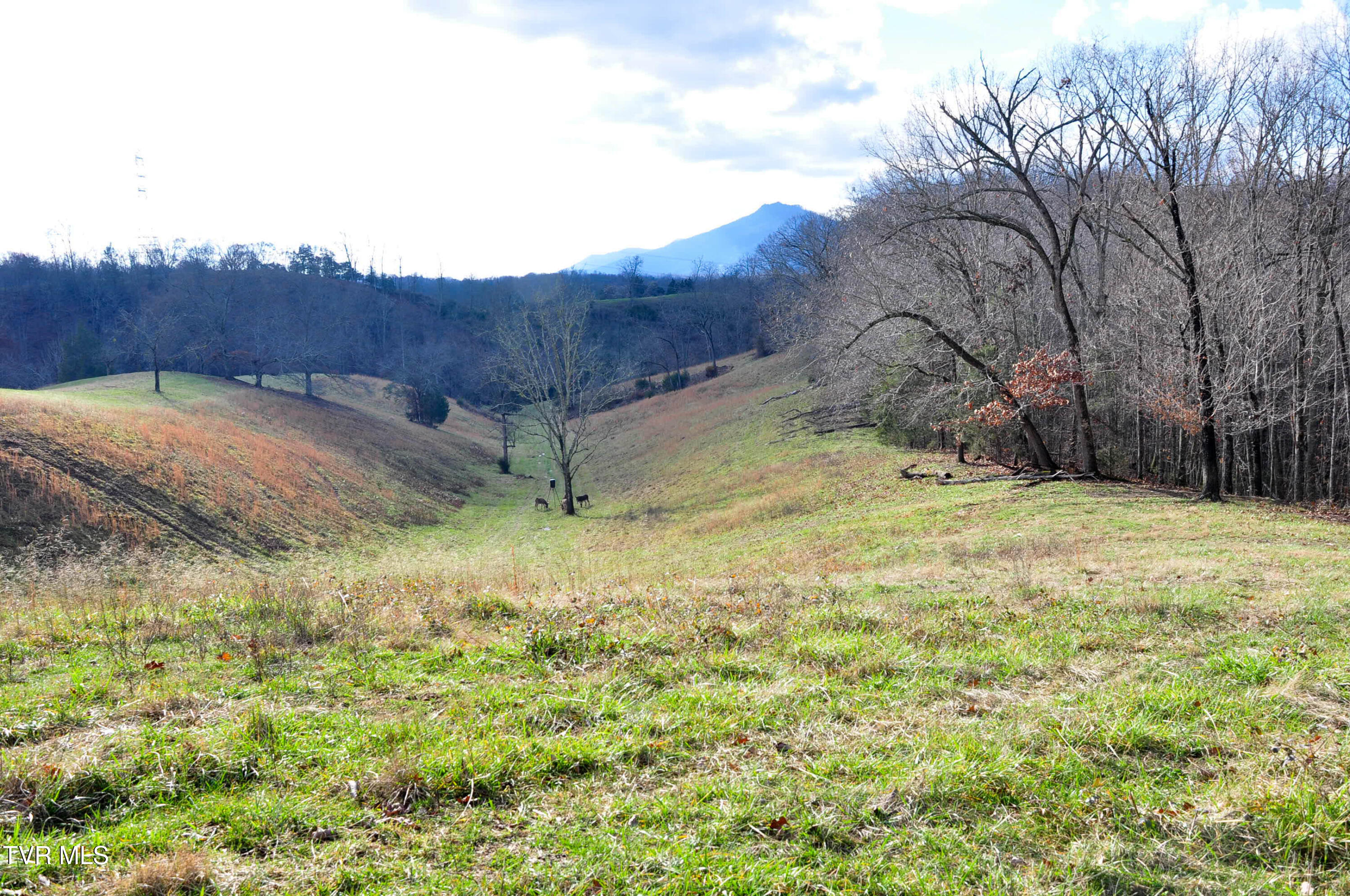760 Church Road Fall Branch, TN 37656 - Photo 9 of 49 DSC_5703