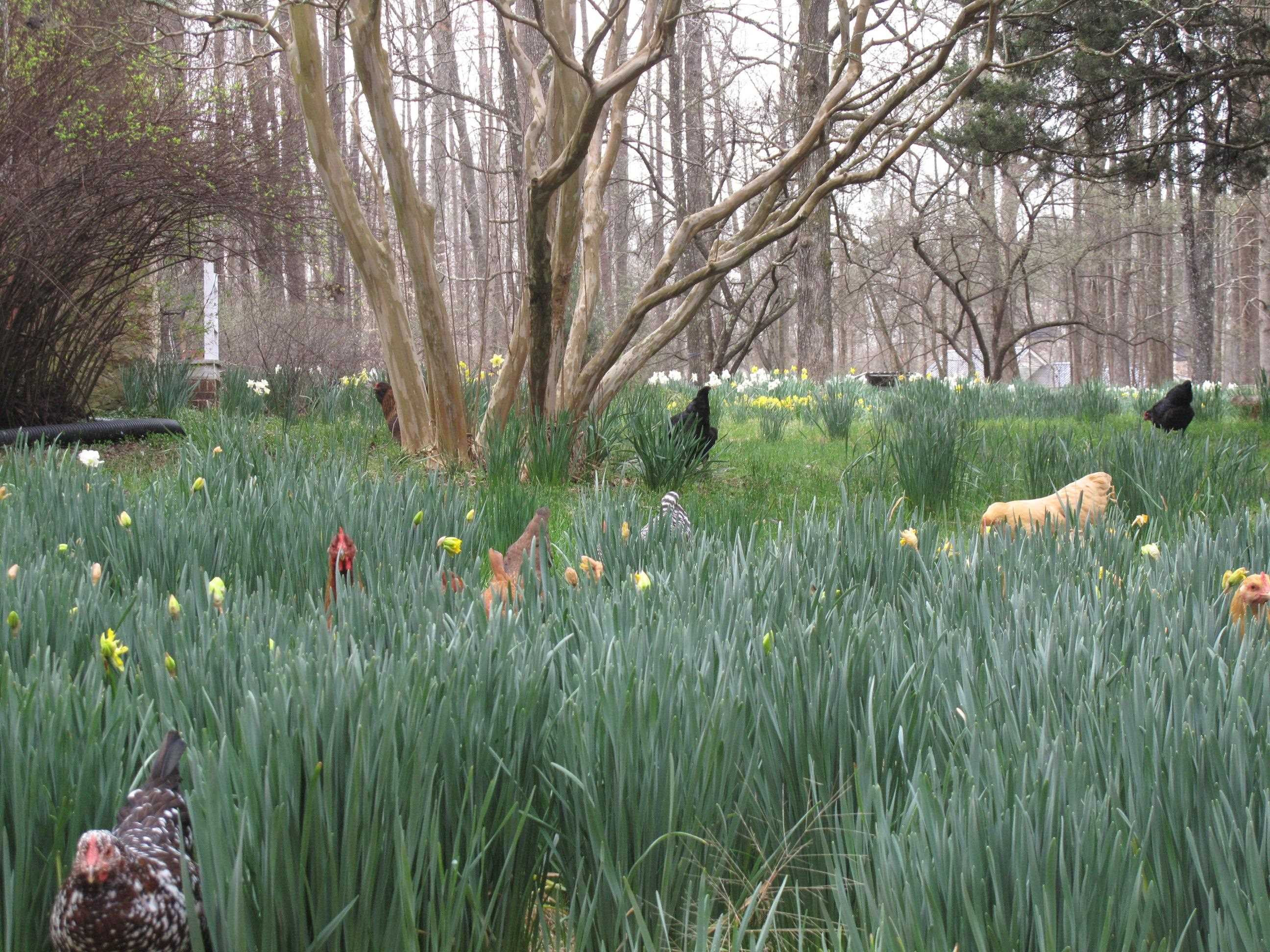 1078 Lystra Road Chapel Hill, NC 27517 - Photo 47 of 48 Photo 47