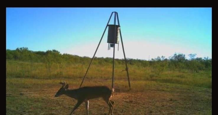 209 County Road 209 Wingate, TX 79566 - Photo 14 of 30