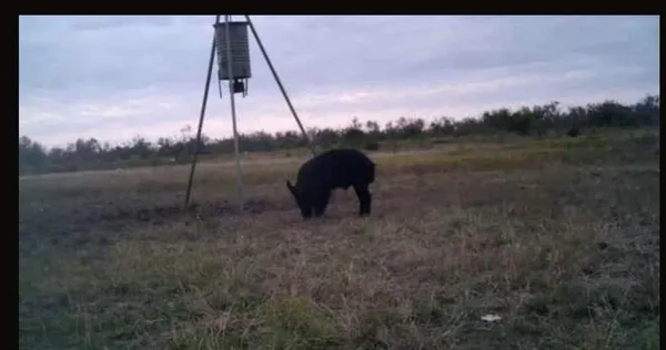 $2,429,000 | 209 County Road 209, Wingate, TX 79566