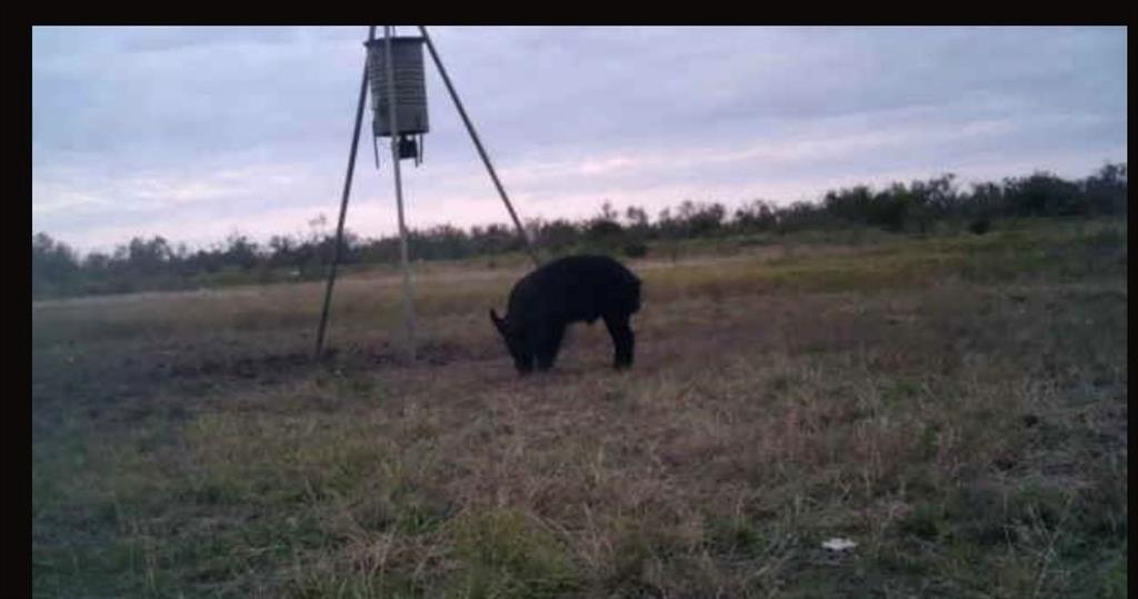 209 County Road 209 Wingate, TX 79566 - Photo 9 of 30