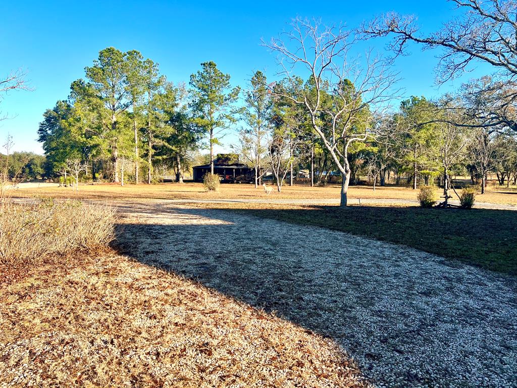 174 Clyde Howell Road Bainbridge, GA 39817 - Photo 40 of 41 View from across the street...see the deer?