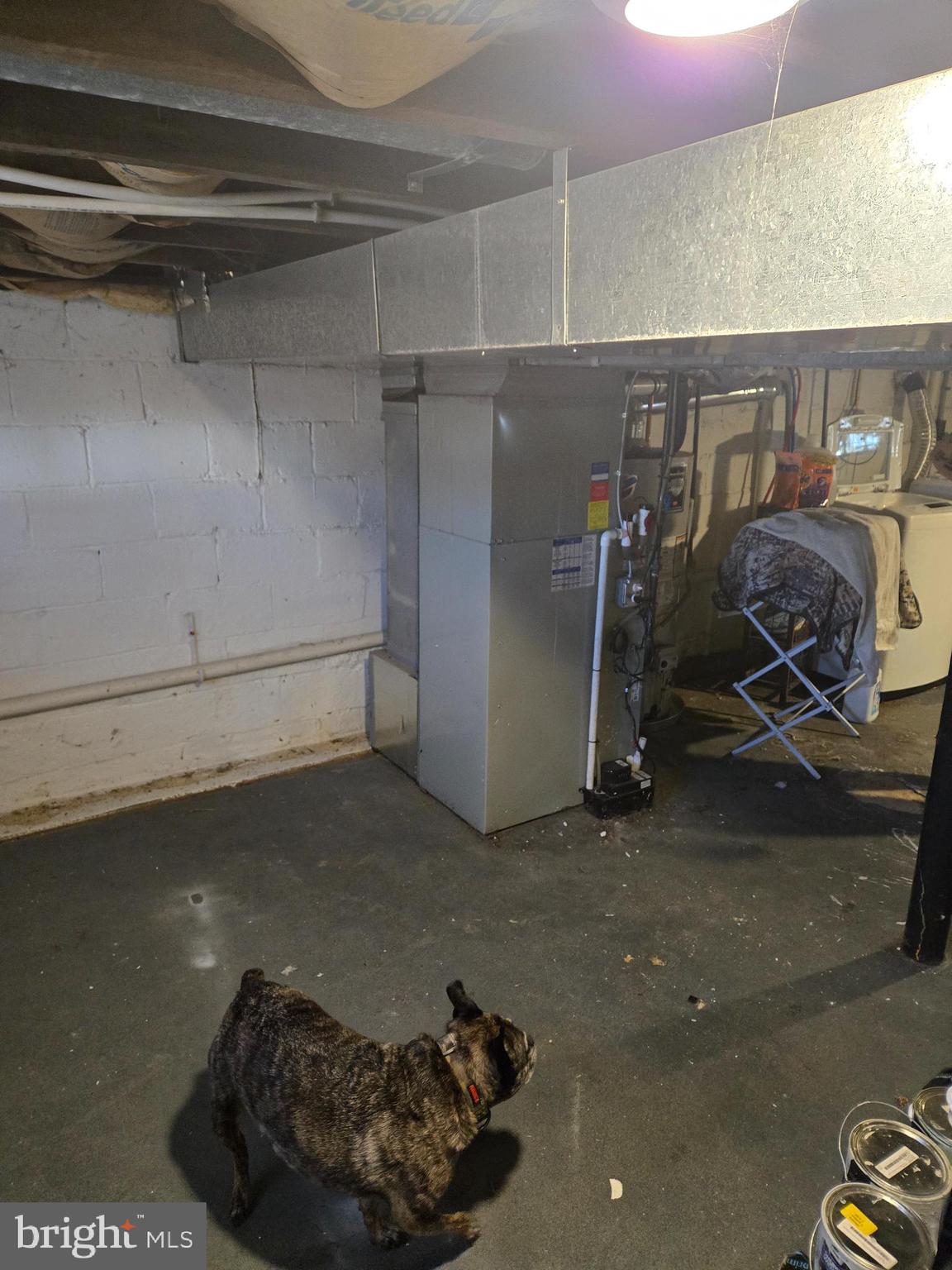 202 Creek Road Bellmawr, NJ 08031 - Photo 26 of 27 basement ( dog not included)