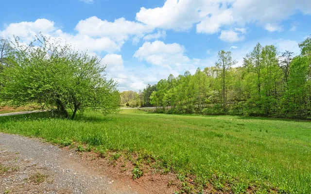 a view of a yard with plants and large trees