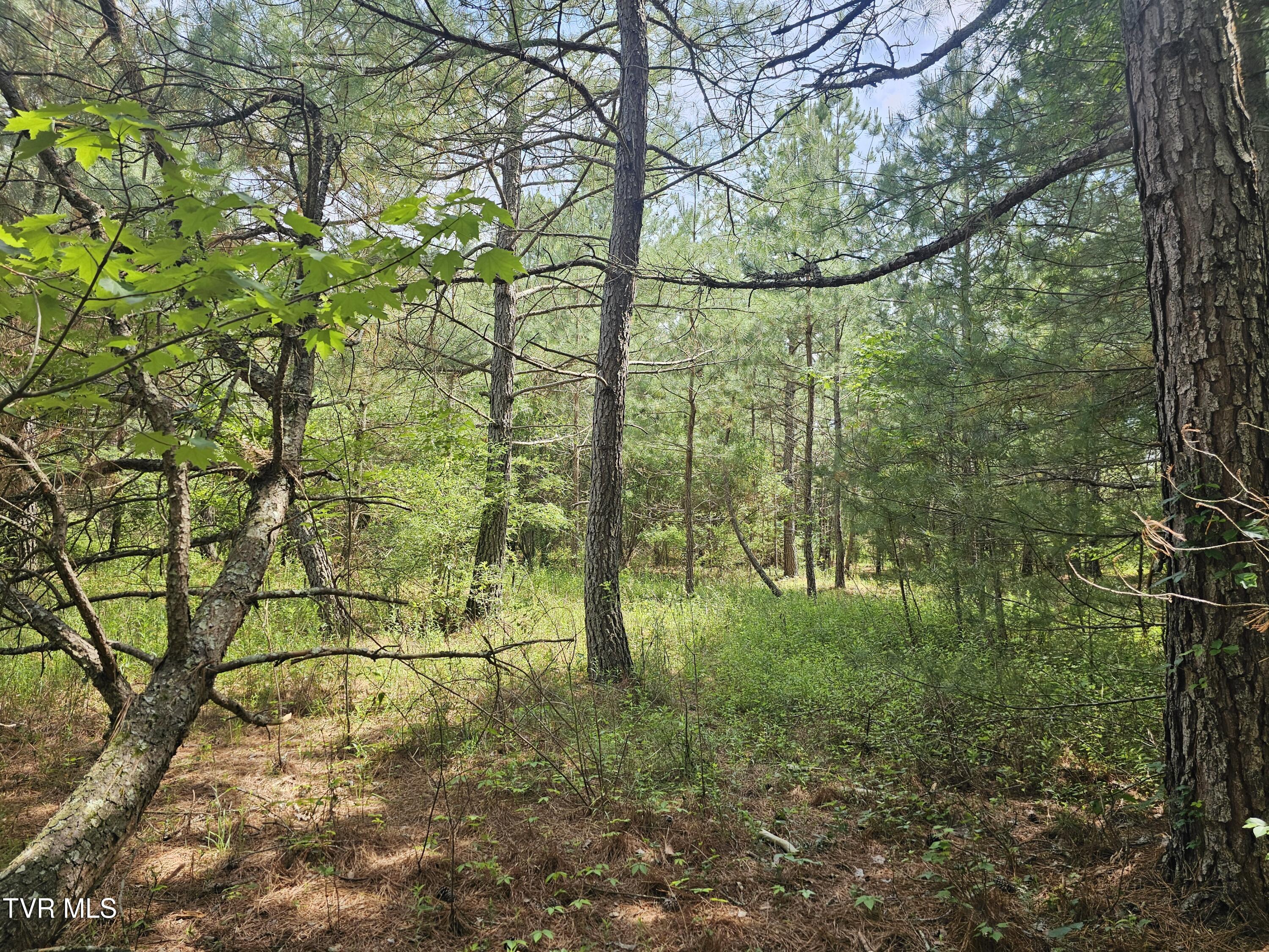 Tbd Old Hurricane Road Northeast Wise, VA 24293 - Photo 6 of 8 wooded